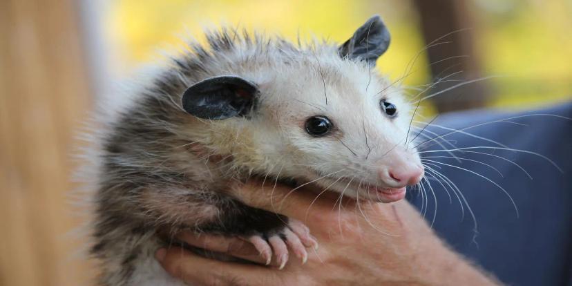 Opossums