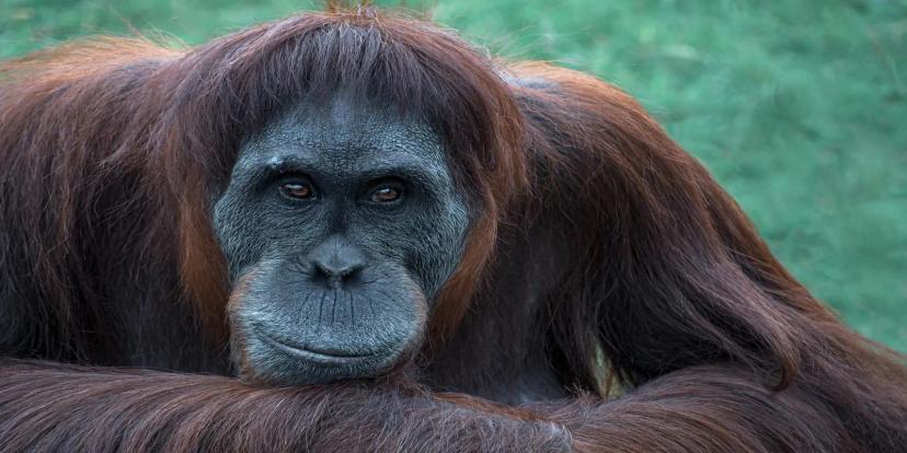 Orangutans