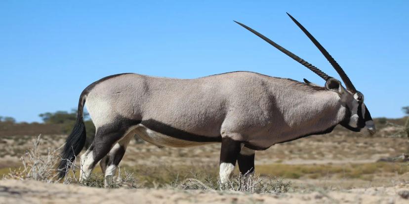 Oryx