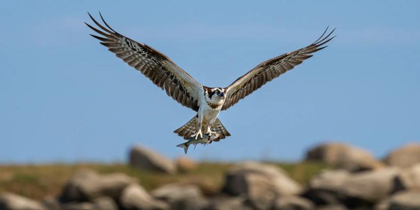 Ospreys