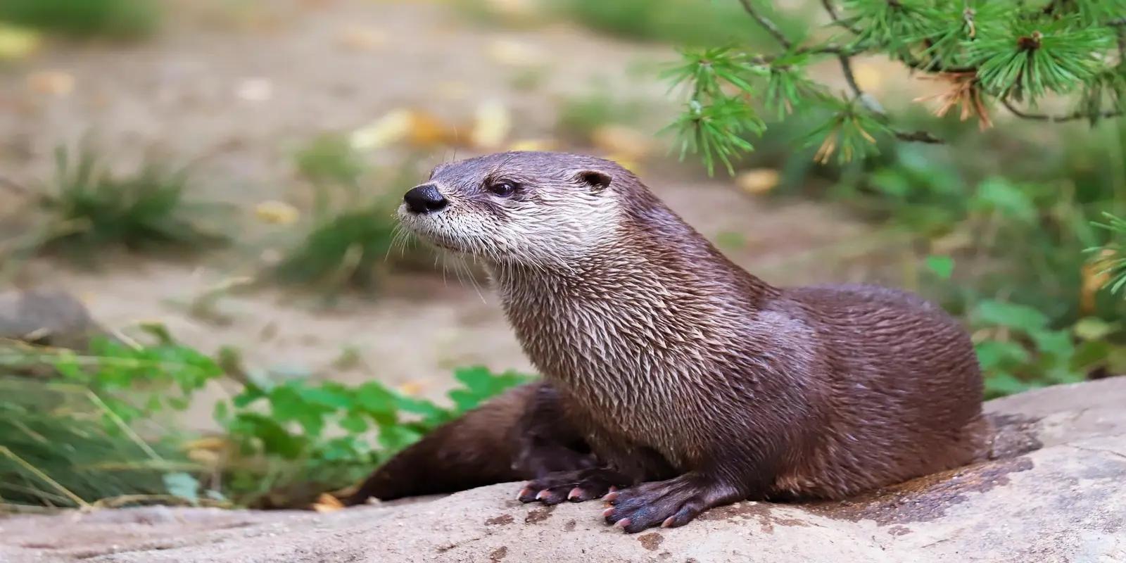 North American river otter sitting on a rock, featuring its thick brown fur, pale face, and long tail.
