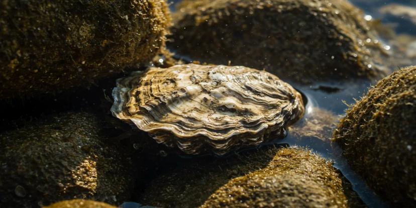 Oysters