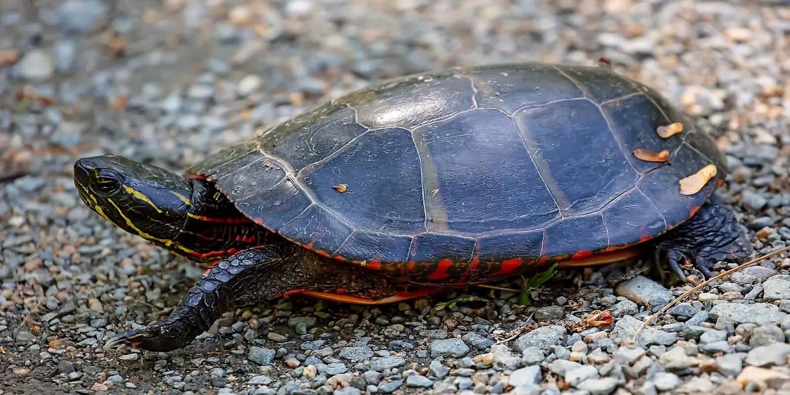 A painted turtle walking on a gravelly surface. The turtle has a smooth, dark carapace with red markings along the edges and a dark plastron (lower shell) that is not fully visible.