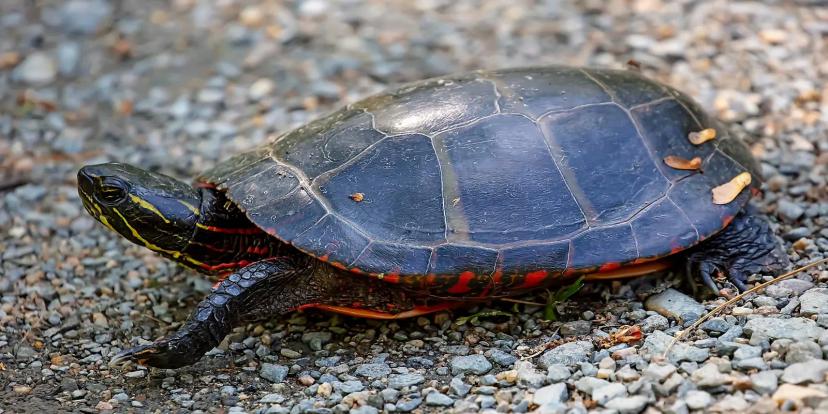 Painted Turtles