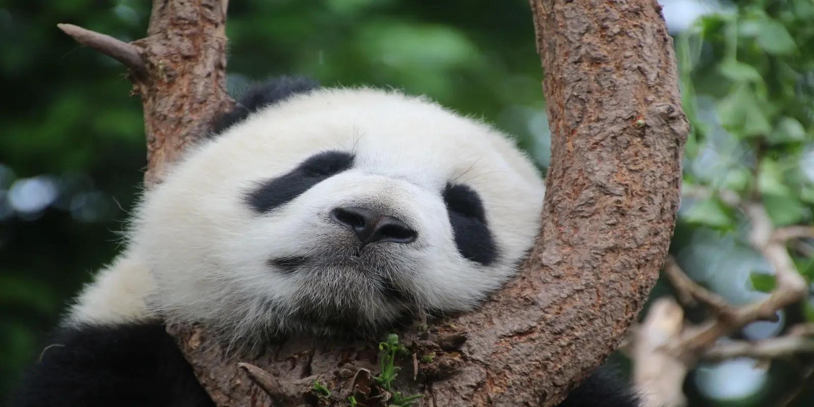 Giant panda resting in a tree, featuring its black and white markings, round face, and stocky build.
