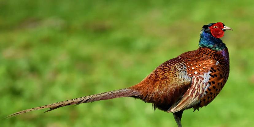 Pheasants