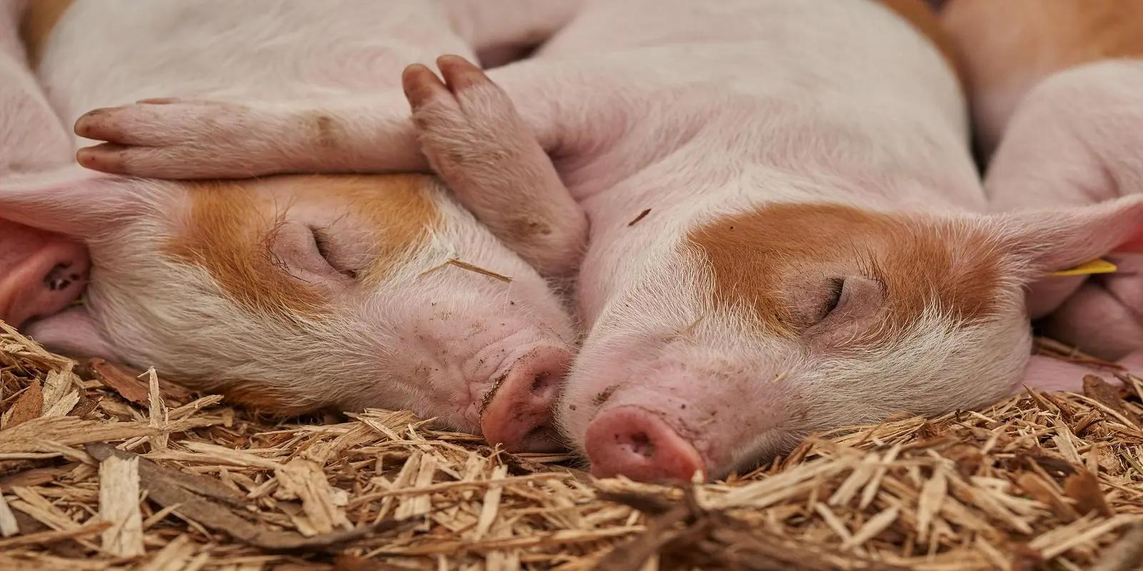 Two piglets sleeping in a pile of straw, featuring their pink skin with light brown patches, small size, and closed eyes.
