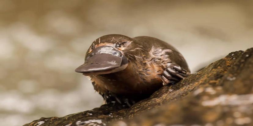 Platypuses