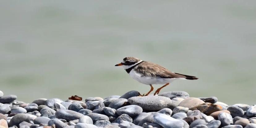 Plovers