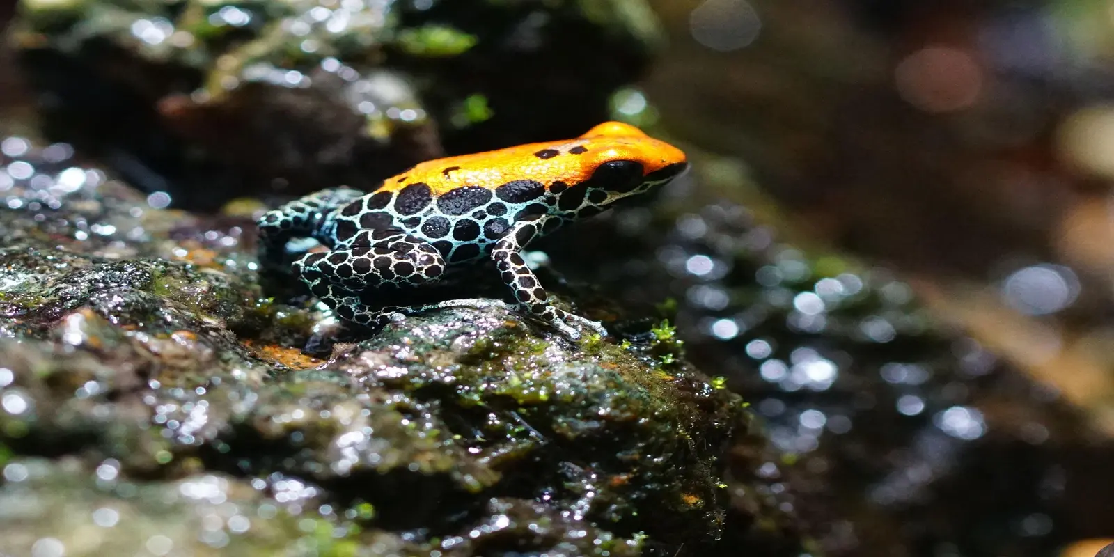 A mimic poison frog with an orange and black reticulated pattern on its back and head, and a black reticulated pattern on a bluish-white background on its sides and legs.
