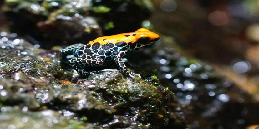 Poison Dart Frogs