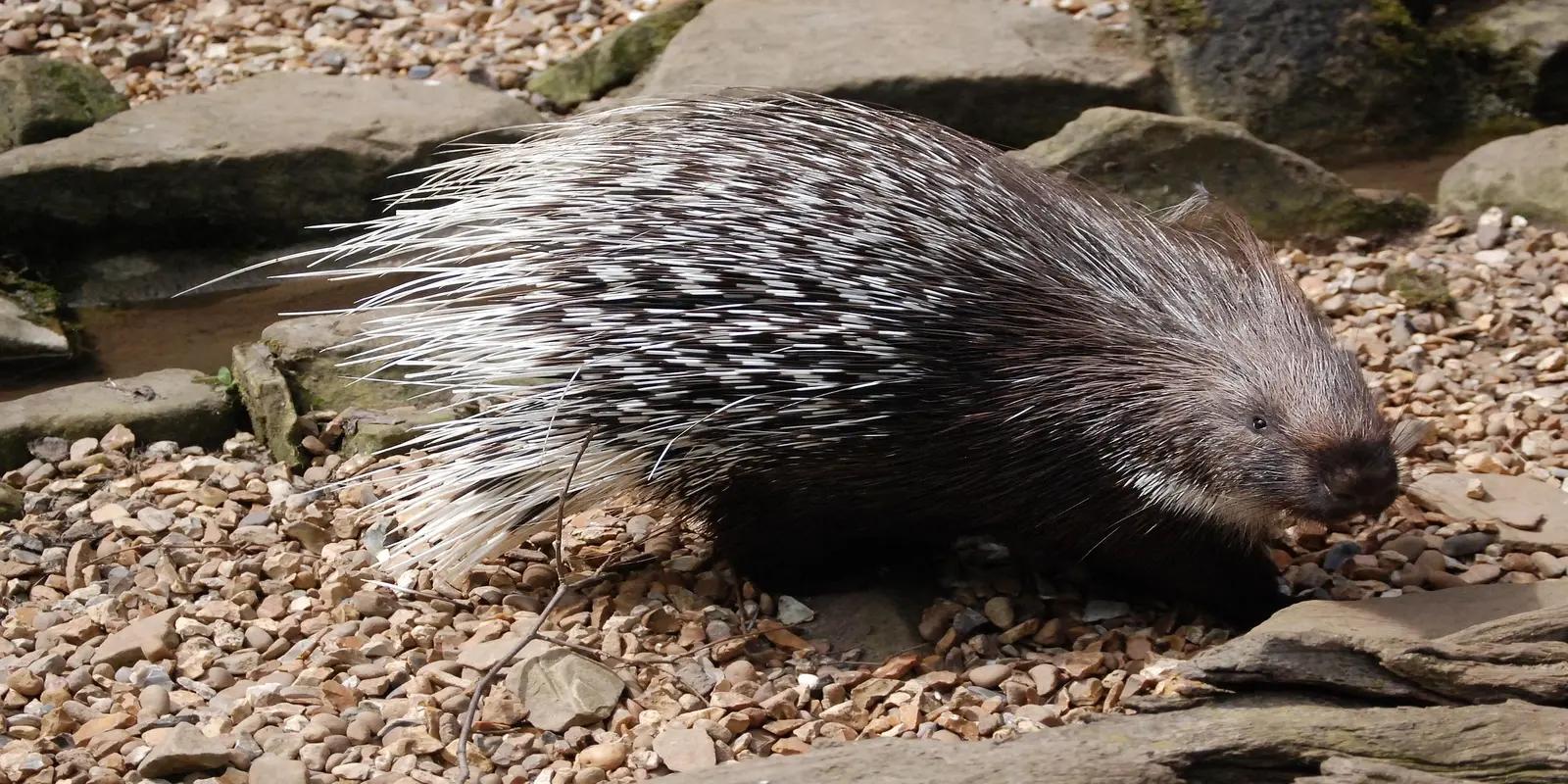 Crested porcupine walking on rocky ground, featuring its long, white-tipped quills and dark fur.