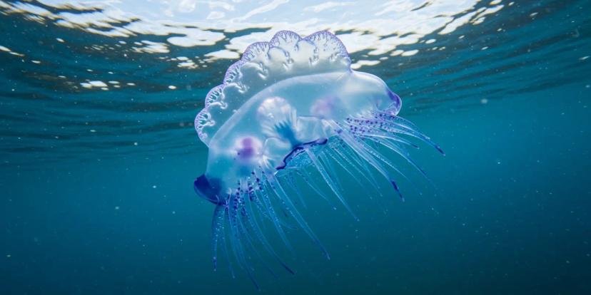 Portuguese Man O' Wars