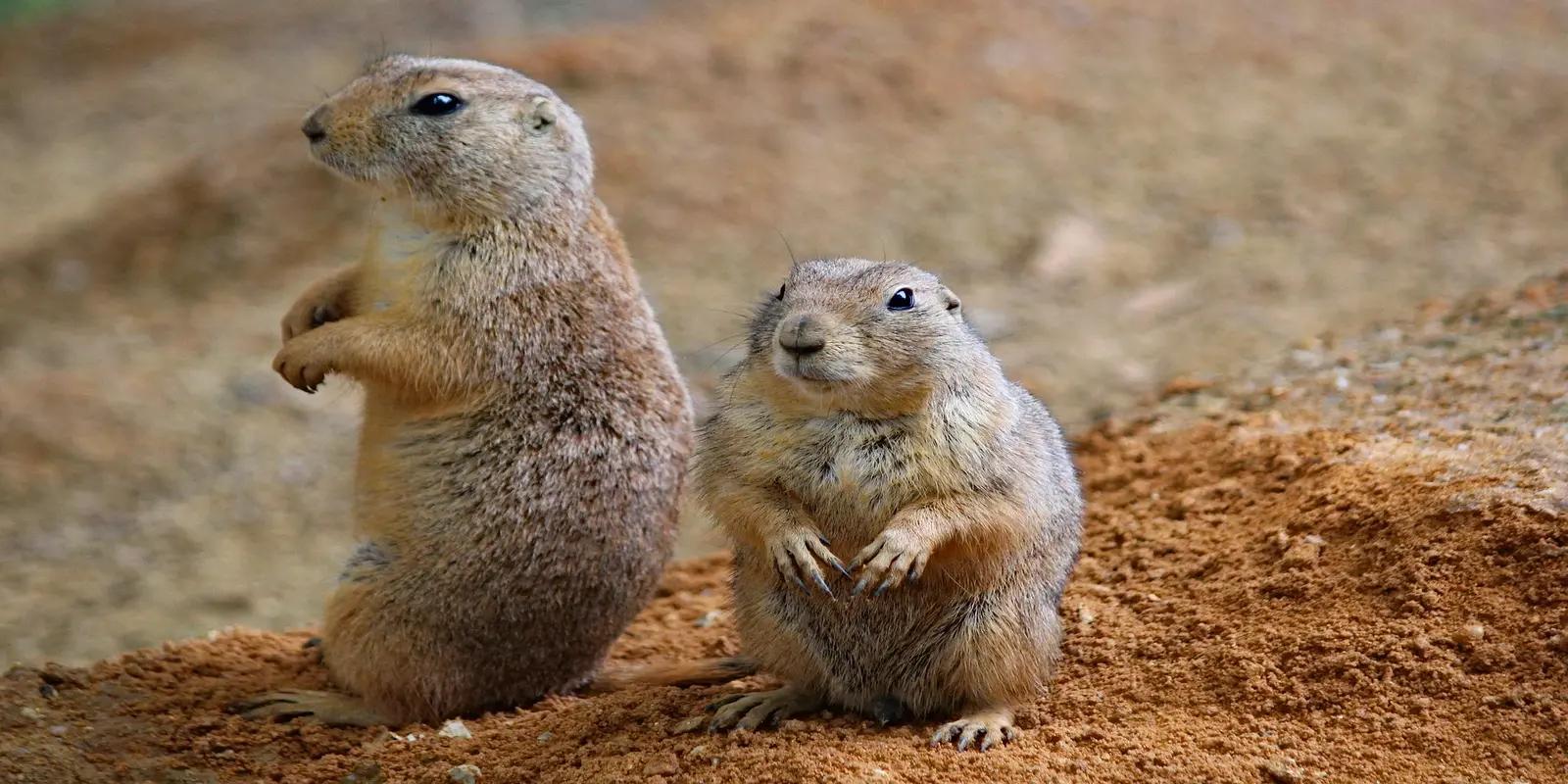 Two black-tailed prairie dogs standing on a mound of dirt, featuring their short tails with black tips and brown fur.