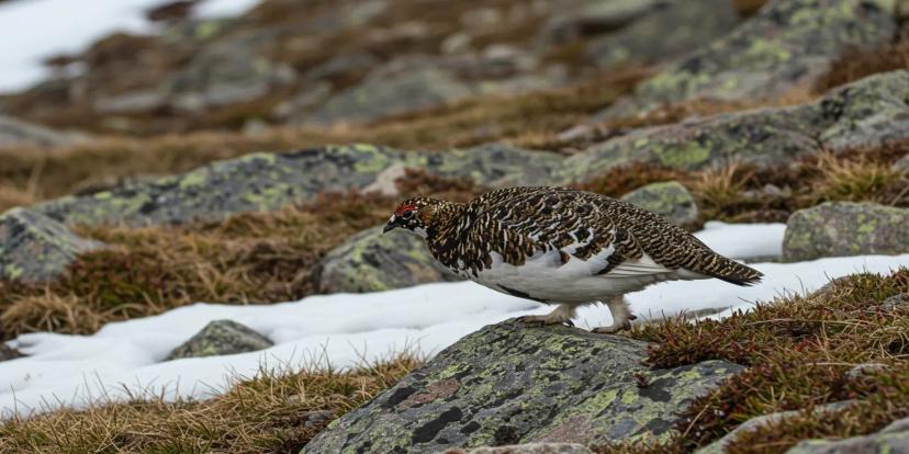 Ptarmigans