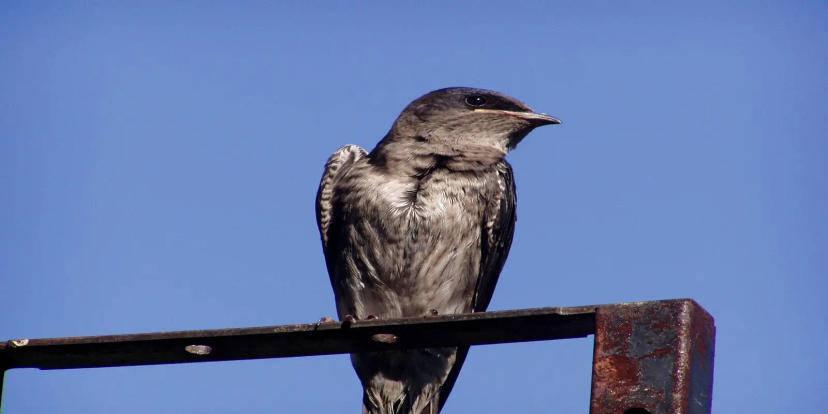 Purple Martins