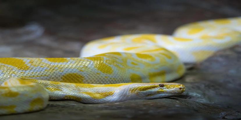 Pythons