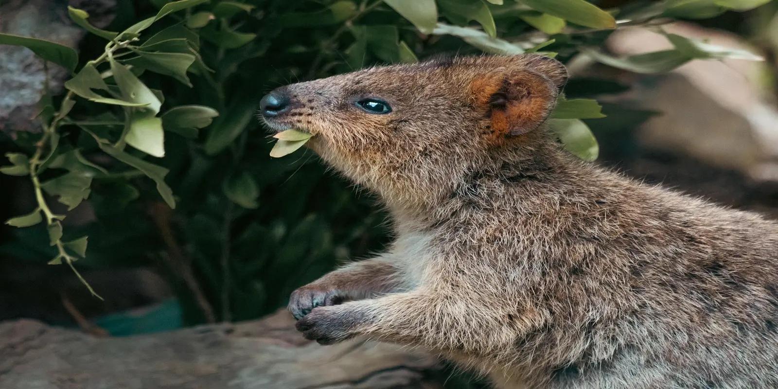 Quokka eating a leaf, featuring its small size, stocky build, rounded ears, and characteristic "smiling" expression.