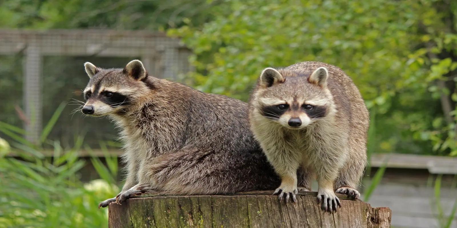 Two raccoons sitting on a tree stump, featuring their black masks, bushy ringed tails, and greyish-brown fur.