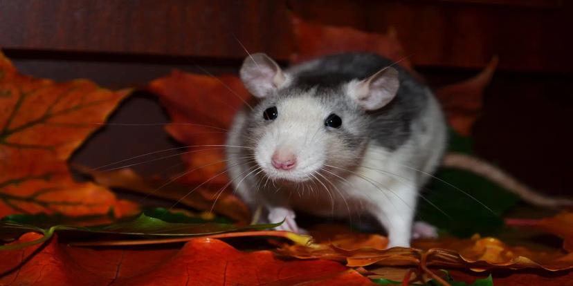 Rats