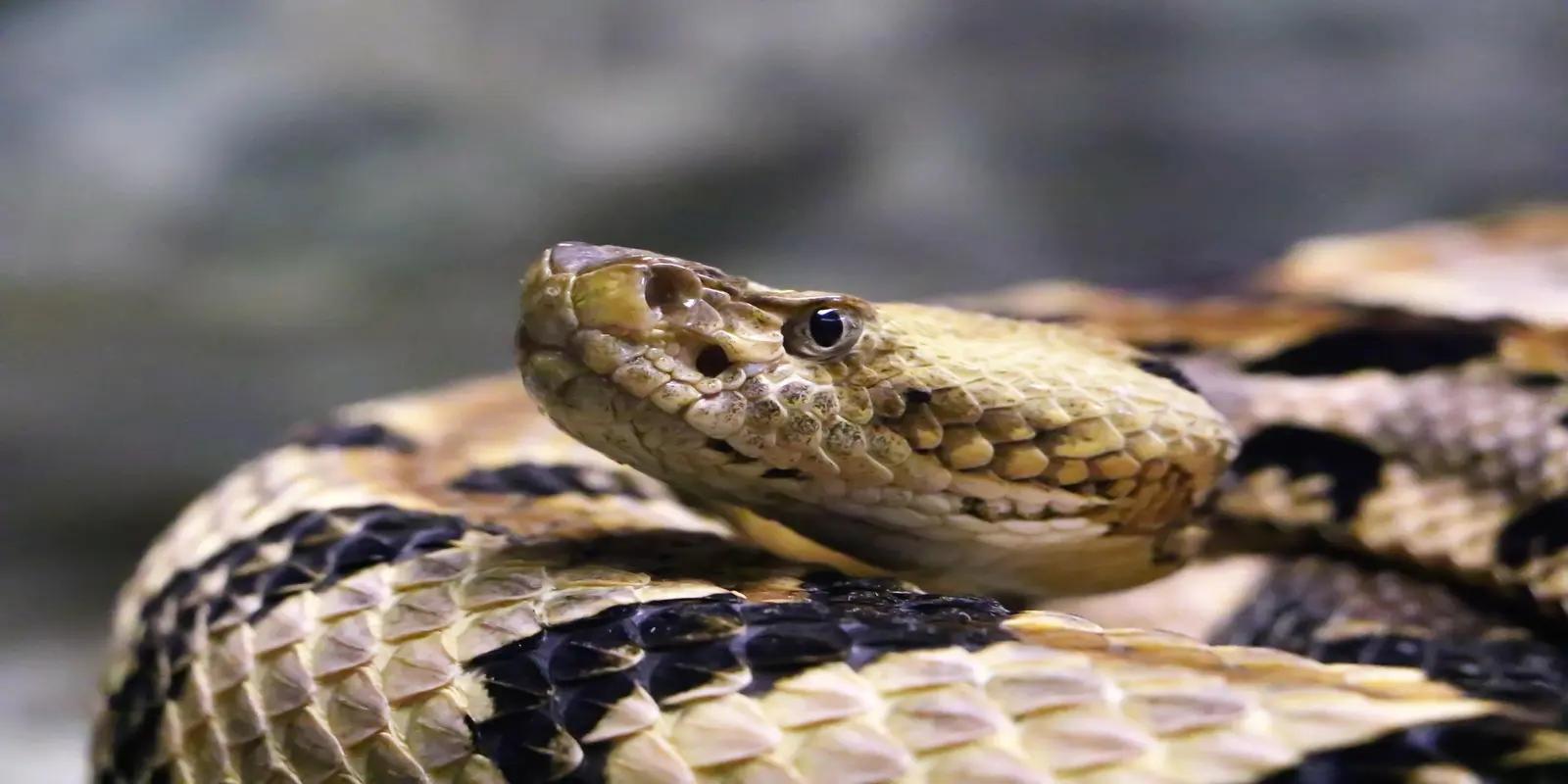 A close-up of the head of a large rattlesnake, likely an Eastern diamondback rattlesnake. The venomous snake has a broad, triangular head with a light tan coloration and dark markings around the eyes and snout.