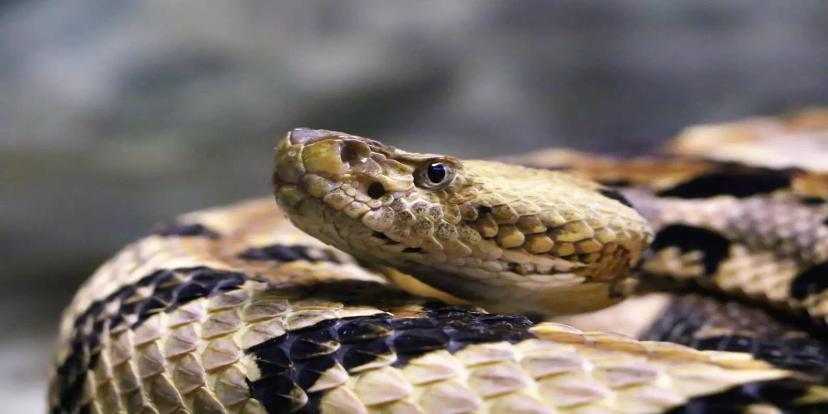 Rattlesnakes