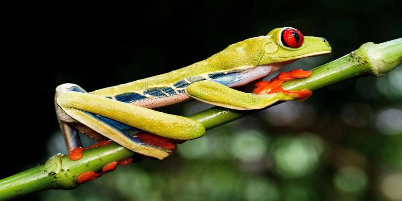 Red-Eyed Tree Frogs