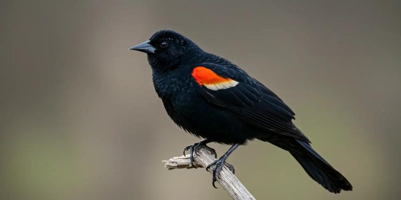 Red-Winged Blackbirds
