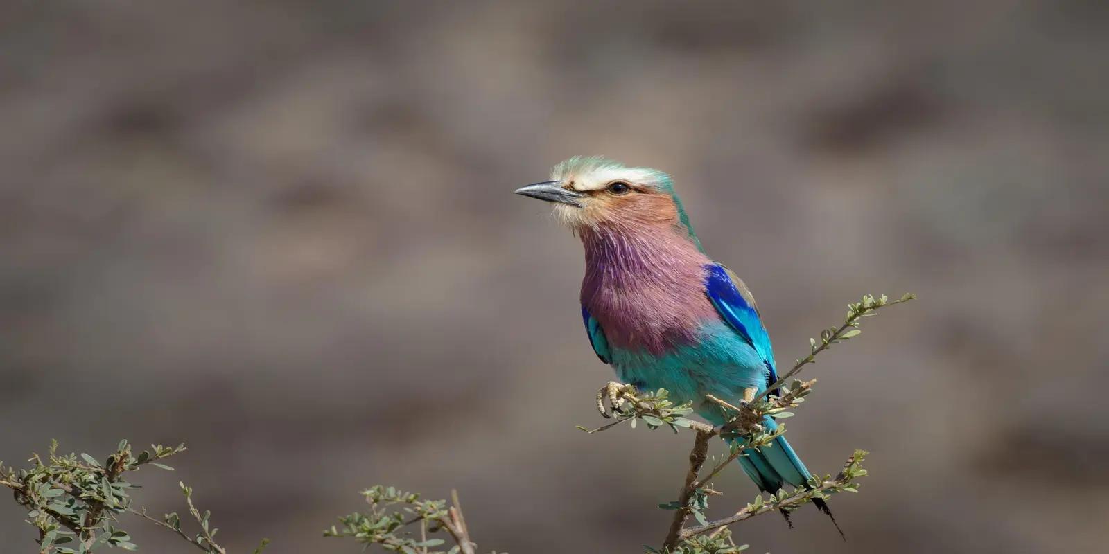 Lilac-breasted roller perched on a thorny branch in Abuja, Federal Capital Territory, Nigeria. The bird has a lilac breast, turquoise wings and tail, a rufous back, and a greenish head with a pale eyebrow stripe.