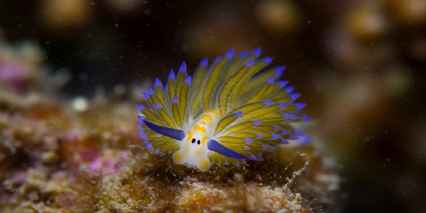 Sea Slugs