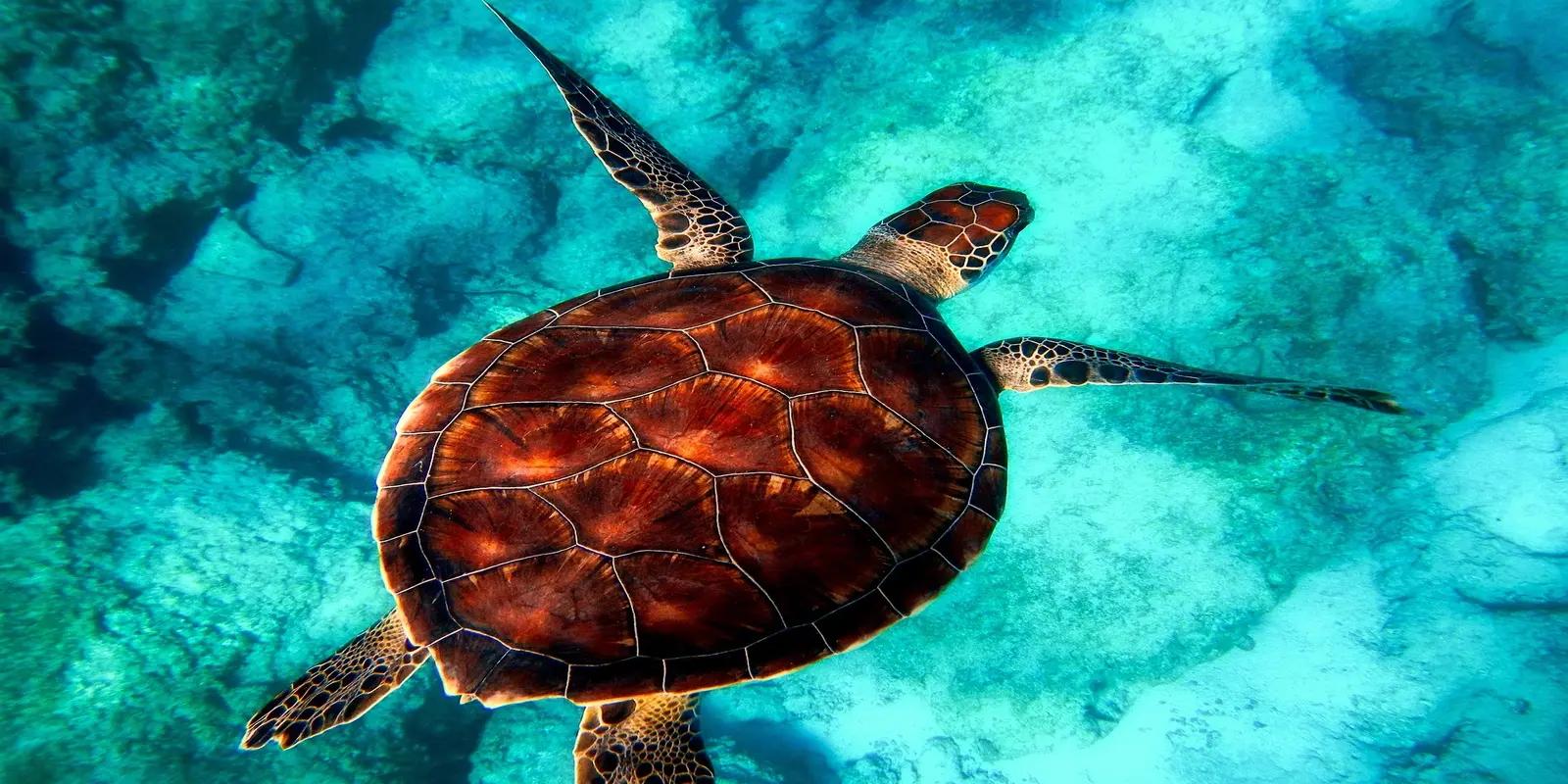 A hawksbill sea turtle swimming over a coral reef in clear turquoise water. The turtle has a brown and amber carapace with overlapping scutes giving it a serrated edge, and a sharply pointed, down-curved beak.