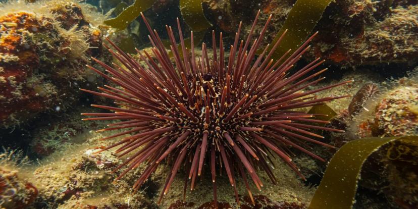 Sea Urchins