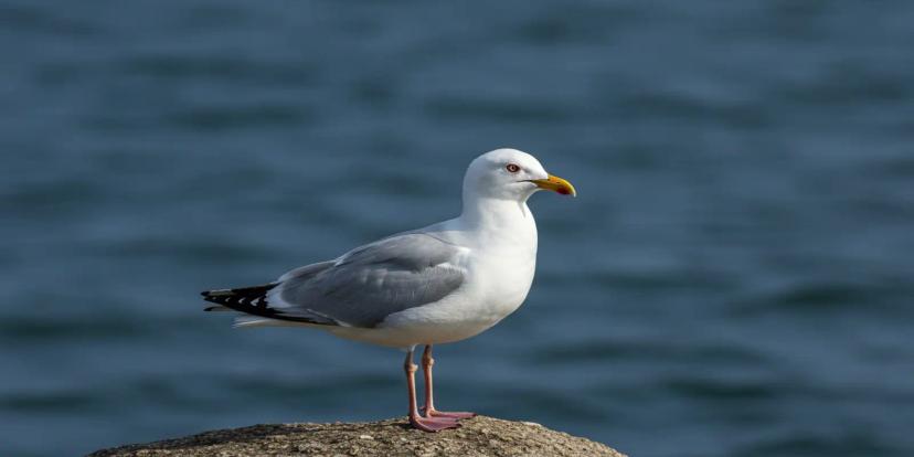 Seagulls