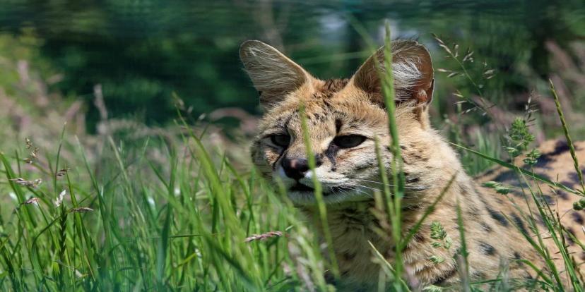 Servals