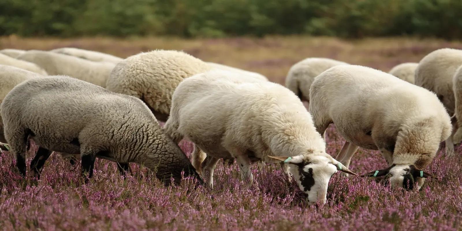 Drenthe Heath sheep grazing in a field of flowering heather, featuring their small size, light-colored fleece, and dark markings around the face.