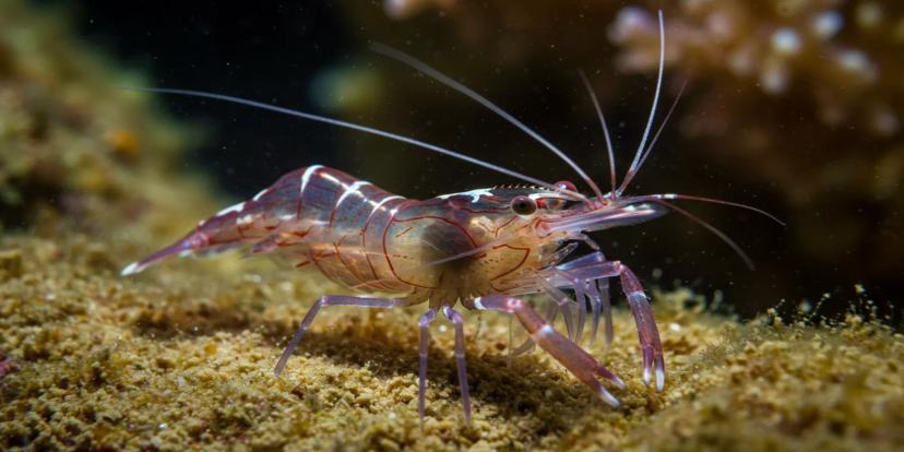 Shrimps