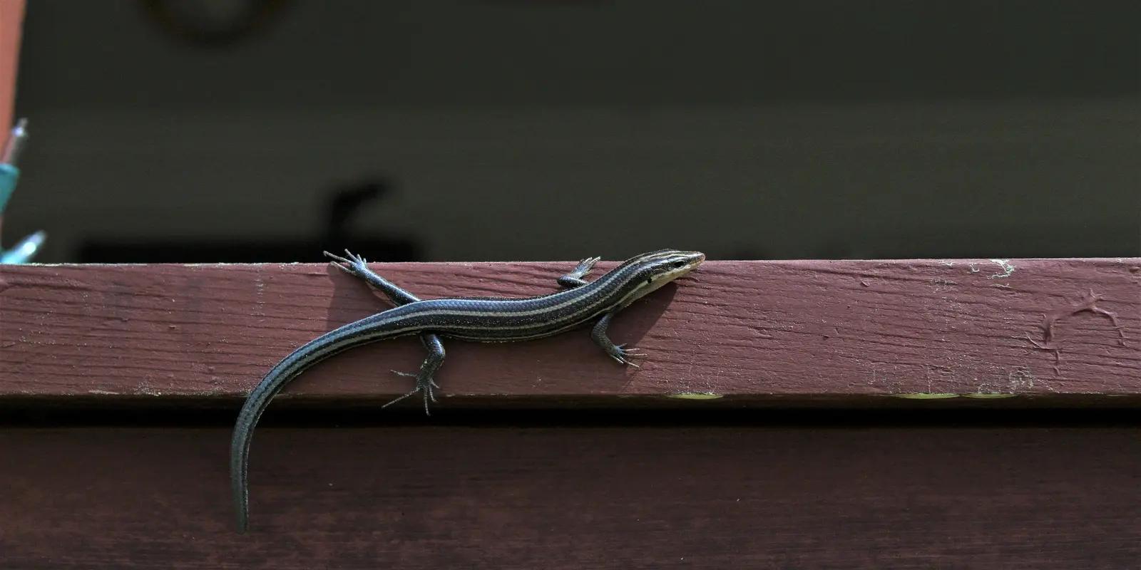 A juvenile five-lined skink, likely a common five-lined skink, crawling on a reddish-brown wooden surface. The slender lizard has five distinct light-colored stripes running along its dark body and a bright blue tail.