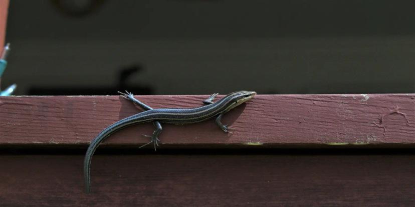 Skinks