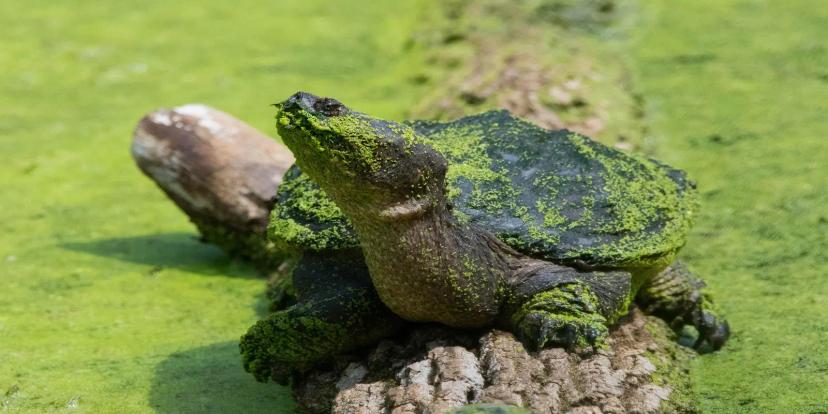 Snapping Turtles