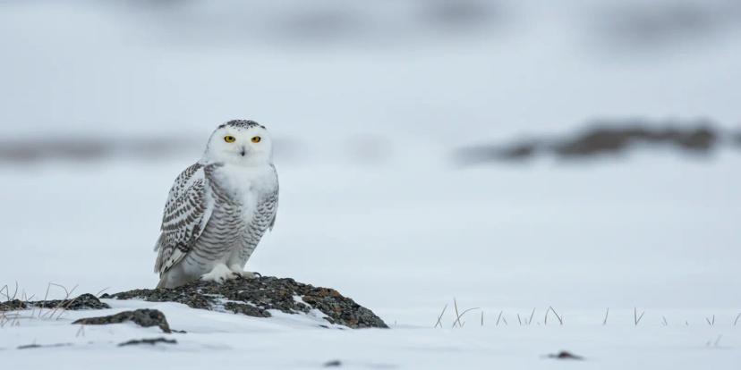 Snowy Owls