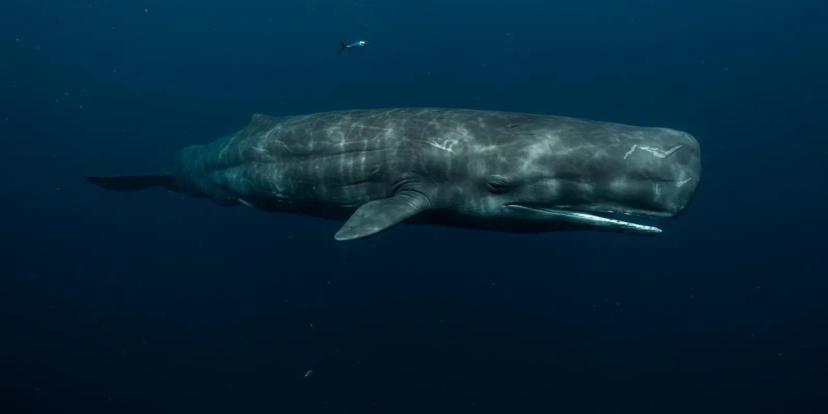 Whales