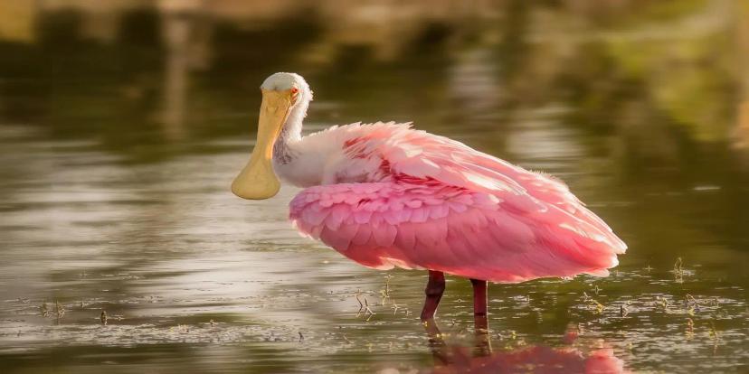 Spoonbills