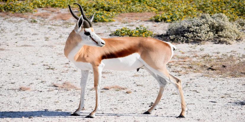 Springboks