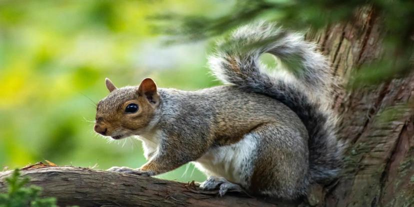 Squirrels