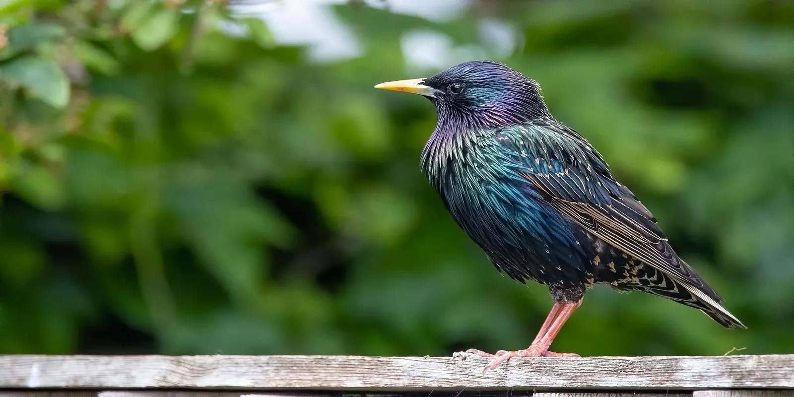 European starling perched on a wooden fence. The bird has glossy black plumage with iridescent green and purple hues, a yellow bill, and pinkish legs.