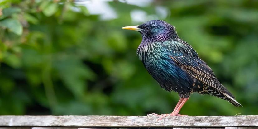 Starlings