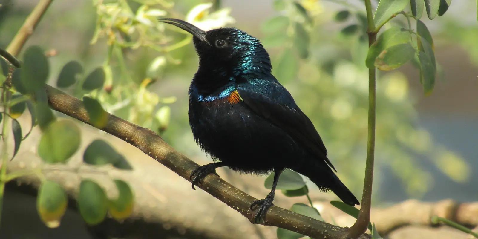 Male purple sunbird perched on a branch. The small bird is mostly glossy black with iridescent purple and green on its head and throat, and a maroon band across its chest. It has a long, down-curved black bill and is looking upwards.