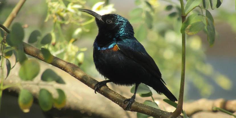 Sunbirds