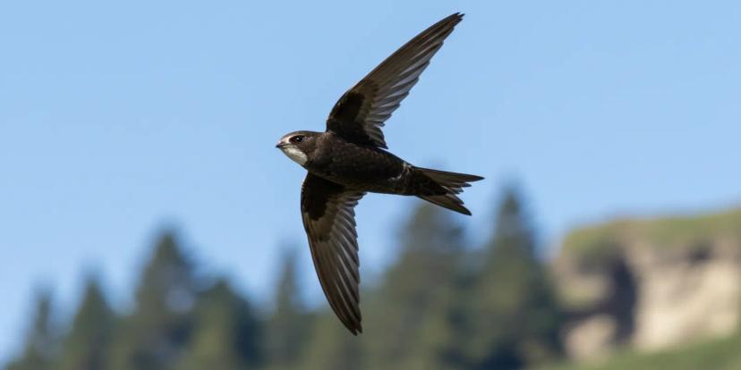 Swifts