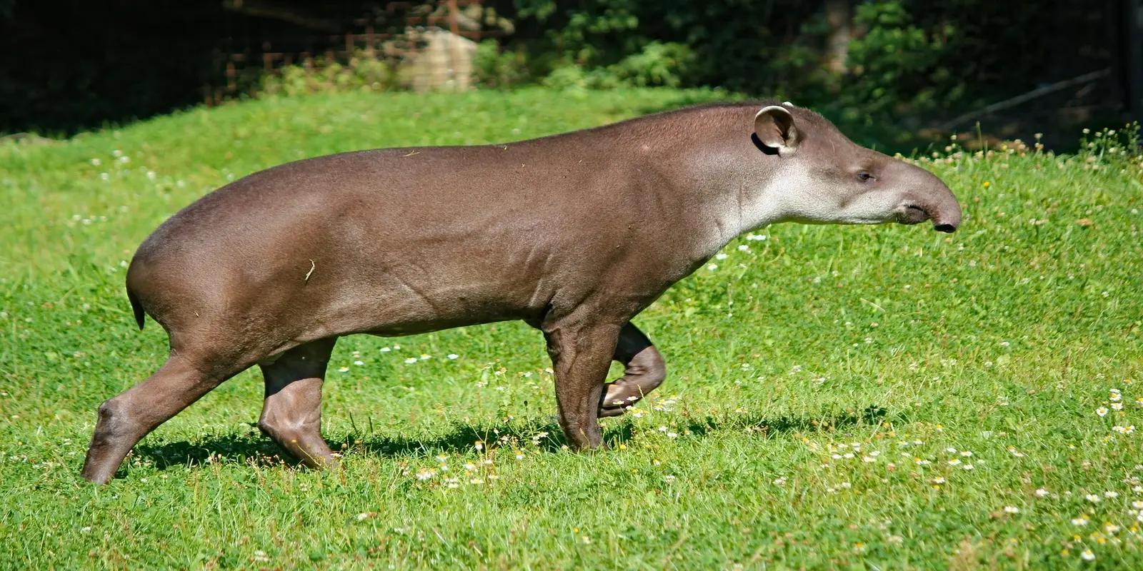 South American tapir walking in a grassy field, featuring its dark brown coat, stocky build, and prominent snout.